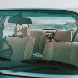 A Spotless Car Interior with a Happy Dog courtesy of Biocels Gocleen Manual Car Wash Detergent