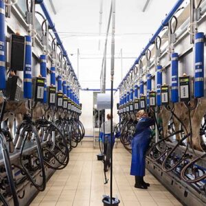 Dairy milking parlour undergoing cold water circulation cleaning with LOCO CK.