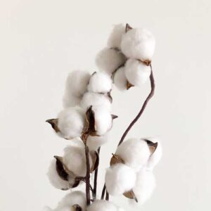 A fresh cotton plant stem representing the softness and freshness of Biocel's Commercial Fabric Conditioner.