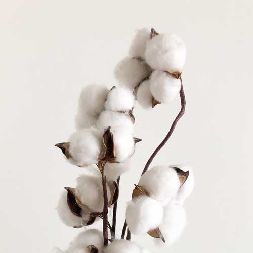 A fresh cotton plant stem representing the softness and freshness of Biocel's Commercial Fabric Conditioner.
