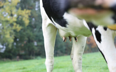 Nuvosan: The Future of Safe, Effective & Sustainable Dairy Health Solutions for Your Herd