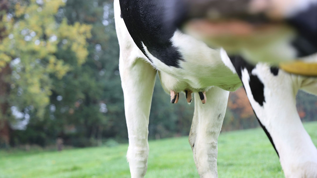 Nuvosan: The Future of Safe, Effective & Sustainable Dairy Health Solutions for Your Herd