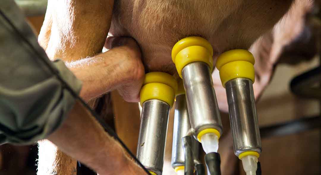 Quality Milk Production Guide for Spring 2026