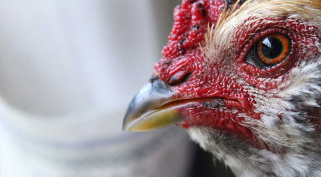 Disinfectants for Avian Flu Control: Supporting Farm Biosecurity