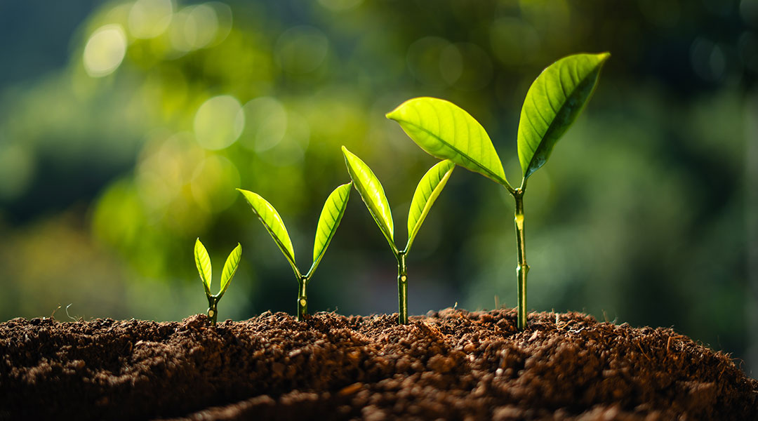 Biocel Achieves ISO 14001 Environmental Certification